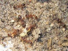 Tetramorium sericeiventre