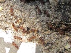 Tetramorium sericeiventre