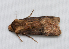 Agrotis vancouverensis