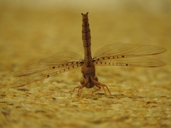 Neurocordulia molesta