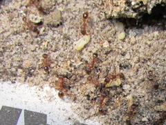 Tetramorium sericeiventre