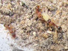 Tetramorium sericeiventre