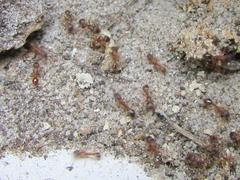 Tetramorium sericeiventre