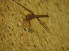 Neurocordulia molesta