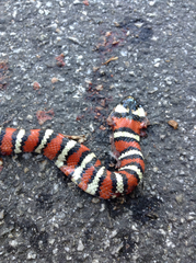 Lampropeltis multifasciata