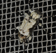 Leptostylus asperatus