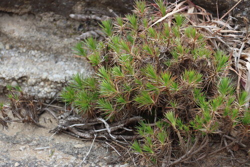 Image of Fluminaria pinifolia by (c) Tony Rebelo, some rights reserved (CC BY-SA)