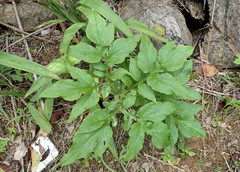 Tacca leontopetaloides
