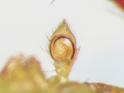 Triangle Crab Spider