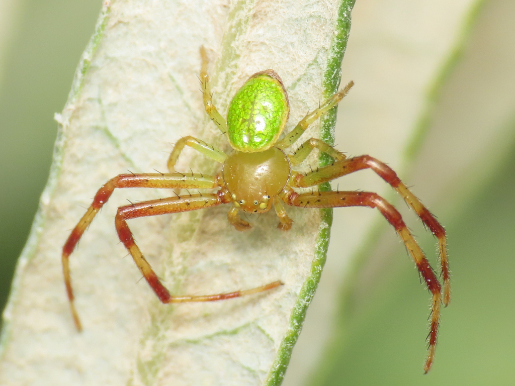 Ebrechtella