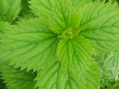 Urtica platyphylla