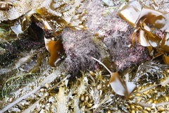 Laminaria sinclairii
