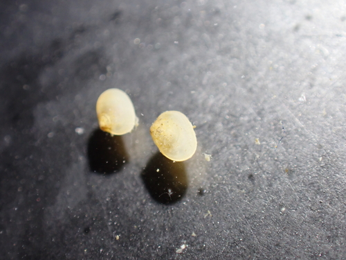 Kurtiella bidentata, 2024-07-04