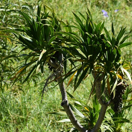 Hawai'i hala pepe (Dracaena hawaiiensis)