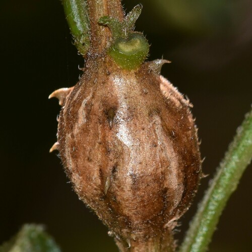 Eutreta xanthochaeta observed 2024-07-27