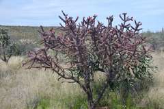 Cylindropuntia thurberi versicolor