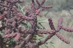 Cylindropuntia thurberi versicolor
