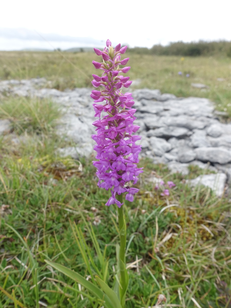 Marsh fragrant orchid (Gymnadenia densiflora)