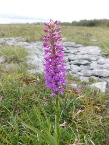 Marsh fragrant orchid (Gymnadenia densiflora)