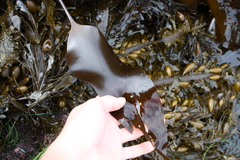 Laminaria sinclairii