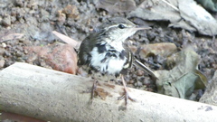 Dendronanthus indicus