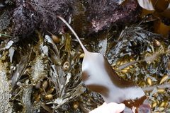 Laminaria sinclairii