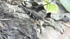 Dendronanthus indicus