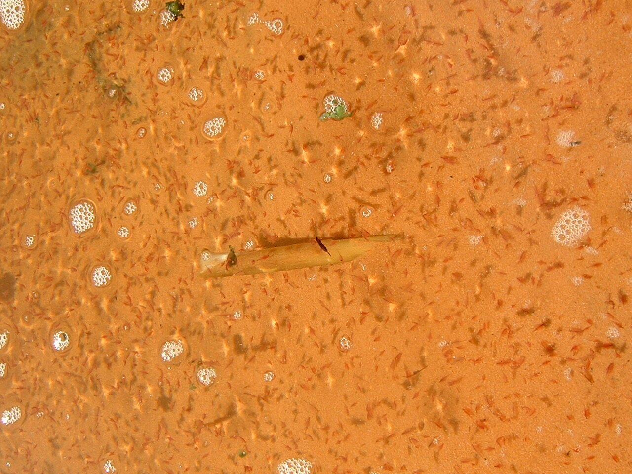 Artemia salina (Linnaeus, 1758)