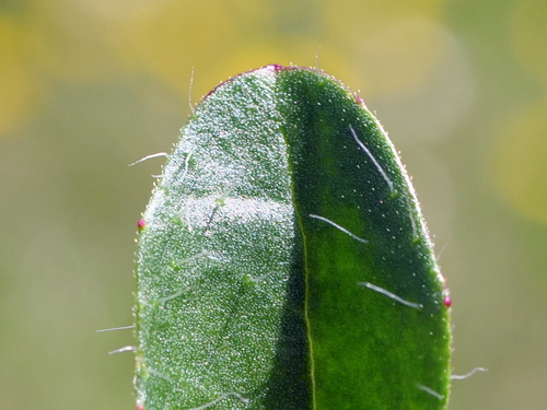 Image of Hieracium alpinum by (c) Wolfgang Jauch, some rights reserved (CC BY)