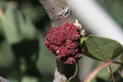 Aceria parapopuli