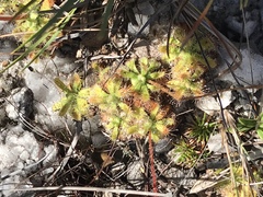 Drosera schwackei