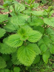 Urtica platyphylla