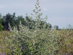 Echium italicum biebersteinii