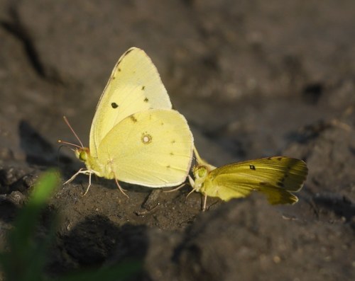 Eastern Pale Clouded Yellow
