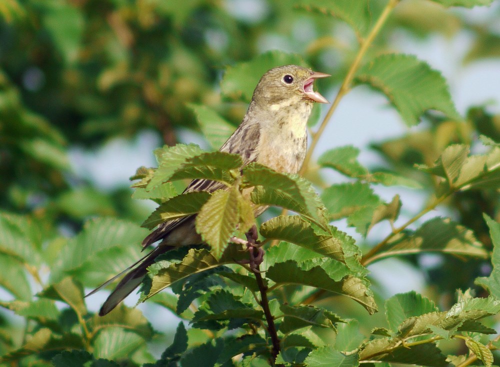 Ortolan Bunting