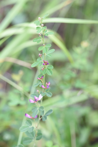 Lespedeza floribunda