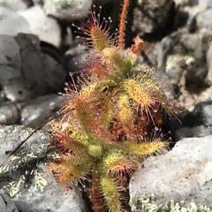Drosera schwackei
