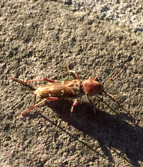 Xylotrechus smei