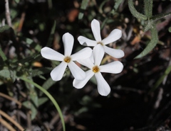 Phlox stansburyi