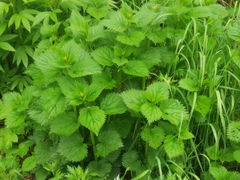 Urtica platyphylla