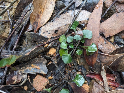 Image of Viola sieberiana by (c) Nina Kerr, some rights reserved (CC BY)