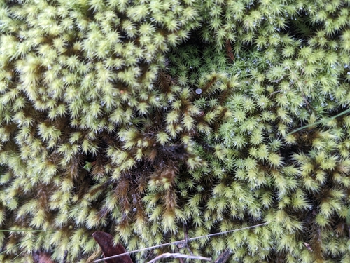 Image of Breutelia affinis by (c) Nina Kerr, some rights reserved (CC BY)