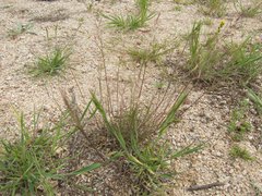Muhlenbergia microsperma