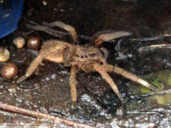 Ancylometes concolor
