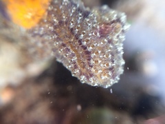 Styelidae
