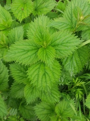 Urtica platyphylla