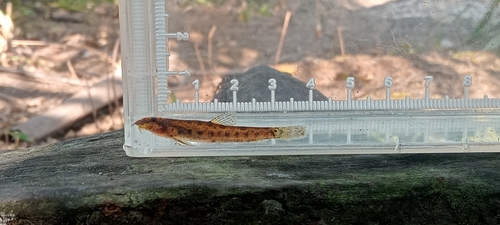 Saw dwarf loach (Kottelatlimia pristes) — Cobitidae — 4