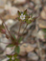 Androsace occidentalis