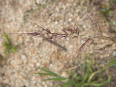 Muhlenbergia microsperma