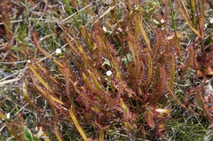 Drosera linearis